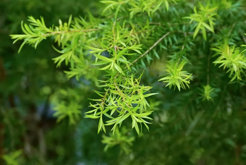 Como usar óleo de melaleuca para queda de cabelo?