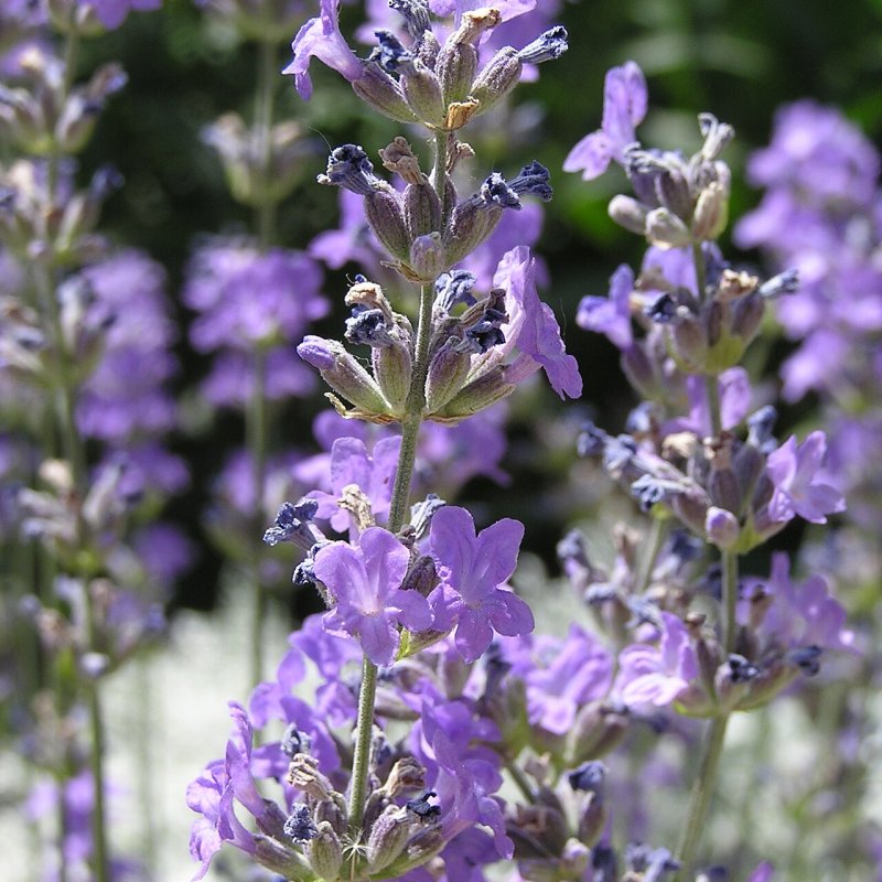 Óleo Essencial de Lavanda 40/42