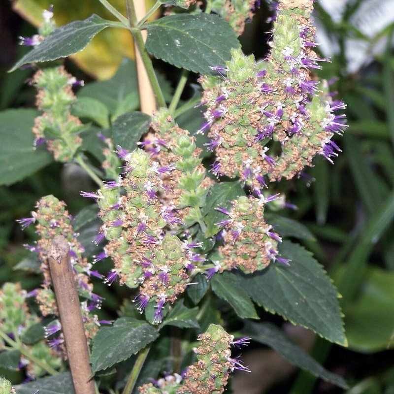 Óleo Essencial de Patchouli Light