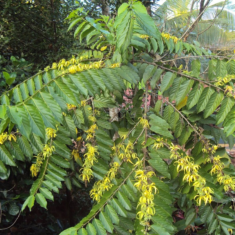Óleo Essencial de Ylang Ylang
